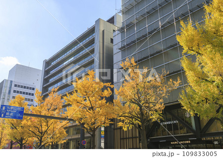 大阪市中央区心斎橋　秋の御堂筋 109833005