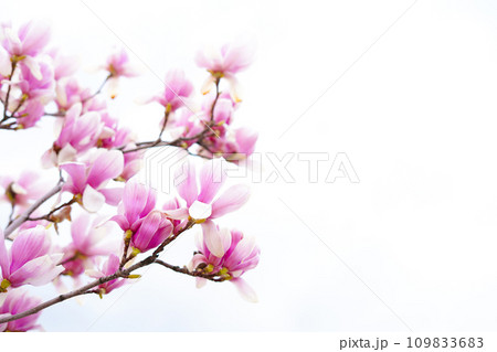 Blooming magnolia tree in spring on pastel sky background, copy space 109833683