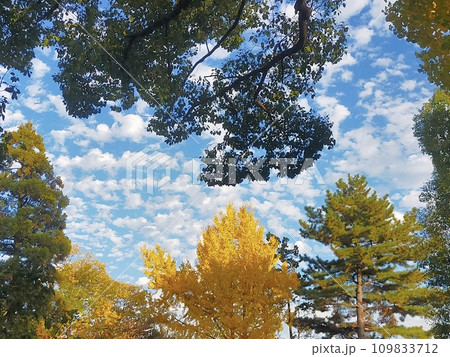 雲のおしゃべり 109833712