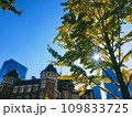 東京駅とイチョウ 109833725