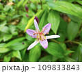 タイワンホトトギス 109833843