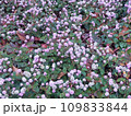 ピンクの群生 109833844