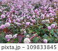 金平糖に似てる 109833845