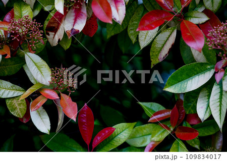 Nature forest background. Frame from multicolored tree leaves. weather, bright banner frame Nature forest background. Frame from multicolored tree leaves. weather, bright banner frame 109834017