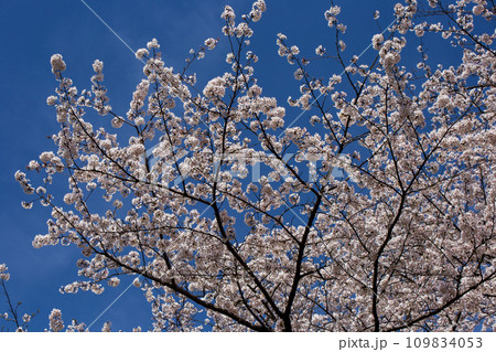 青空に映える満開の桜 青空に映える満開の桜 109834053