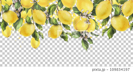 Lemons are yellow, juicy, ripe with green leaves, flower buds on the branches, whole. Watercolor, hand drawn botanical illustration. Seamless border on a white background. 109834197