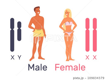 X and Y chromosome. Sex determination system. Human genome model. Gene duplication. DNA male and female molecules. Gender genetic diagram. Young people naked bodies. Vector concept 109834379