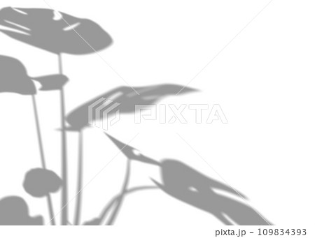 Shadow from monstera plant leaves, overlay effect. Realistic gray shadow on white background. Applicable for product presentation, photos, backdrop. Sun light. 3D render. 109834393