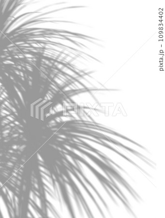Shadow from palm leaves, overlay effect. Realistic gray shadow on white background. Applicable for product presentation, photos, backdrop. Sun light. 3D render. Shadow from palm leaves, overlay effect. Realistic gray shadow on white background. Applicable for product presentation, photos, backdrop. Sun light. 3D render. 109834402