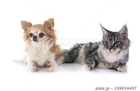 maine coon kitten and chihuahua 109834497