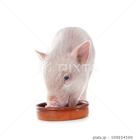 miniature pig in studio 109834500