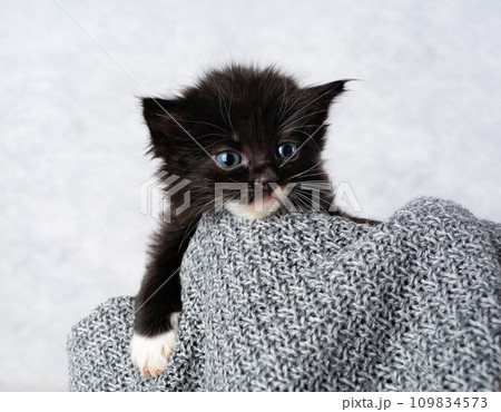 Small disheveled kitten Small disheveled kitten 109834573
