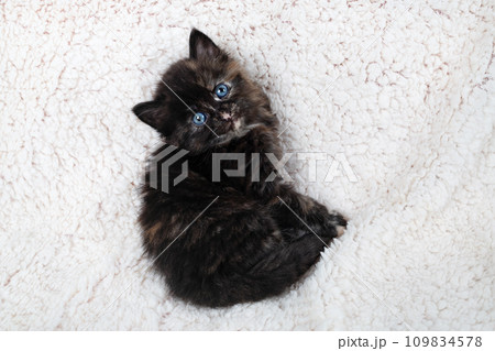 Kitten looking up Kitten looking up 109834578