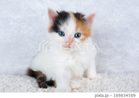 Small tricolor kitten 109834589