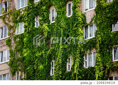 House, green ivy 109834619