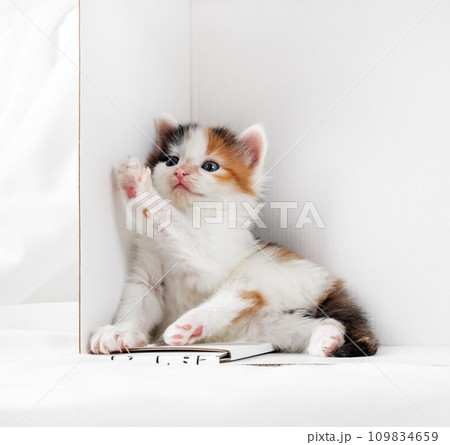 Curious tortoiseshell kitten Curious tortoiseshell kitten 109834659
