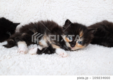 Playful tortoiseshell kitten Playful tortoiseshell kitten 109834660
