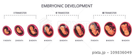 Embryo month stage growth, fetal development vector flat infographic icons. Medical illustration of foetus cycle from 1 to 9 month to birth and combined into trimesters 109836049