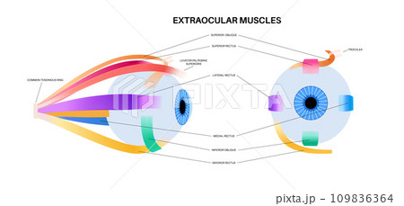 Extraocular muscles anatomy 109836364