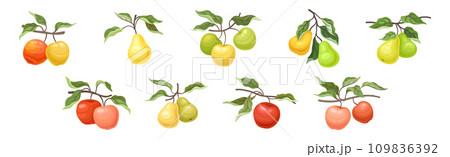 Ripe Apple and Pear Fruit Branch with Green Leaf on Stem Vector Set 109836392