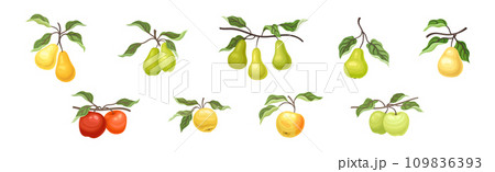 Ripe Apple and Pear Fruit Branch with Green Leaf on Stem Vector Set 109836393