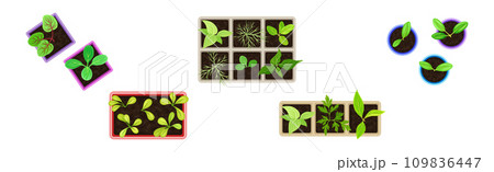 Seedling and Plant Growing in Pot Above View Vector Set 109836447
