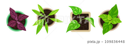 Seedling and Plant Growing in Pot Above View Vector Set 109836448