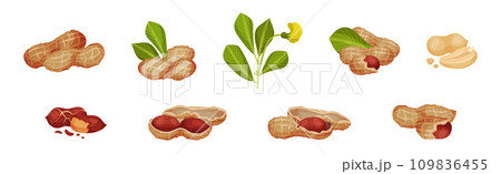 Peanut or Groundnut Legume Crop with Edible Seed in Shell Vector Set Peanut or Groundnut Legume Crop with Edible Seed in Shell Vector Set 109836455