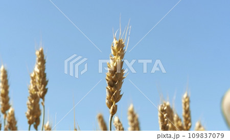 Few golden spikelets of wheat swaying in breeze against blue sky closeup Few golden spikelets of wheat swaying in breeze against blue sky closeup 109837079