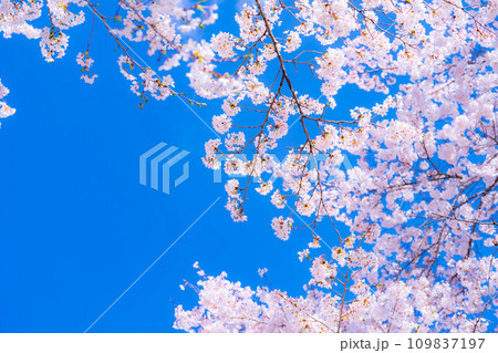 【桜素材】忍野村の桜と青空【山梨県】 109837197