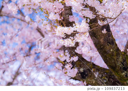 【桜素材】忍野村の桜と青空【山梨県】 【桜素材】忍野村の桜と青空【山梨県】 109837213