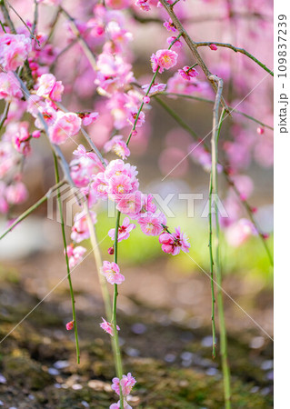 【早春素材】鈴鹿の森庭園のしだれ梅【三重県】 109837239