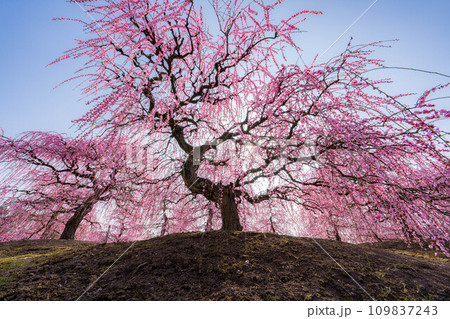 【早春素材】鈴鹿の森庭園のしだれ梅【三重県】 109837243