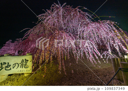 【早春素材】夜の鈴鹿の森庭園のライトアップされたしだれ梅【三重県】 109837349