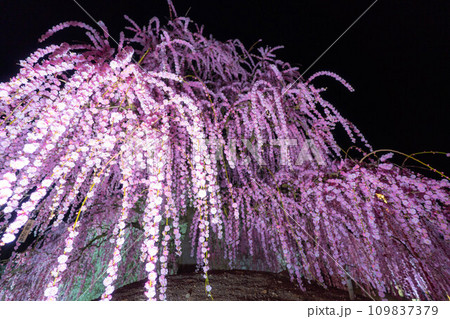 【早春素材】夜の鈴鹿の森庭園のライトアップされたしだれ梅【三重県】 【早春素材】夜の鈴鹿の森庭園のライトアップされたしだれ梅【三重県】 109837379