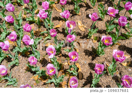 【花素材】一面のチューリップ畑【長野県】 109837681