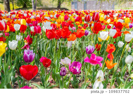 【花素材】一面のチューリップ畑【長野県】 【花素材】一面のチューリップ畑【長野県】 109837702