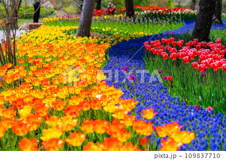 【花素材】一面のチューリップ畑【長野県】 【花素材】一面のチューリップ畑【長野県】 109837710