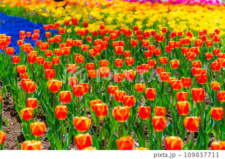 【花素材】一面のチューリップ畑【長野県】 【花素材】一面のチューリップ畑【長野県】 109837711