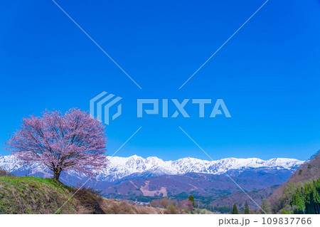 【春素材】信州・野平地区の一本桜【長野県】 109837766