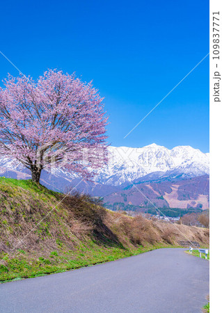 【春素材】信州・野平地区の一本桜【長野県】 109837771