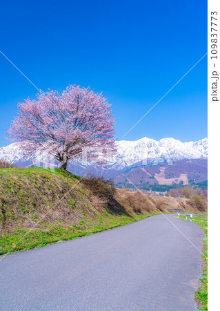 【春素材】信州・野平地区の一本桜【長野県】 【春素材】信州・野平地区の一本桜【長野県】 109837773