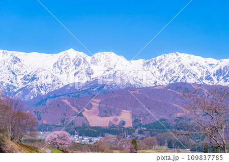 【春素材】信州・野平地区の一本桜【長野県】 【春素材】信州・野平地区の一本桜【長野県】 109837785