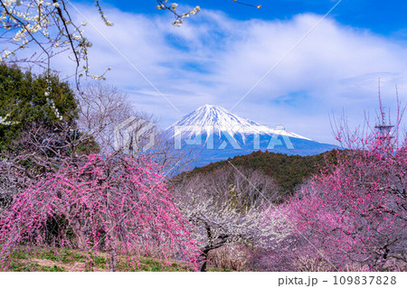 【富士山素材】早春の富士山と梅の花【静岡県】 109837828