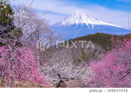 【富士山素材】早春の富士山と梅の花【静岡県】 109837838