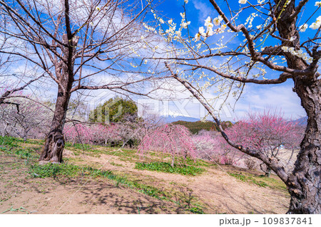 【富士山素材】早春の富士山と梅の花【静岡県】 109837841