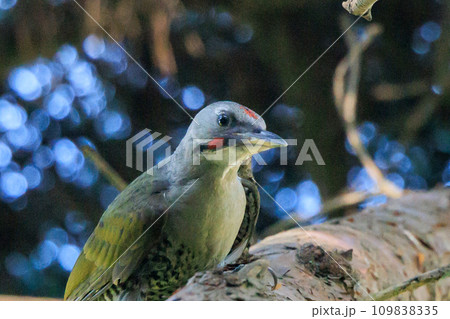 赤い頭の模様が森の中でも目立つ大型の啄木鳥アオゲラ 109838335