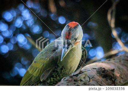 赤い頭の模様が森の中でも目立つ大型の啄木鳥アオゲラ 109838336