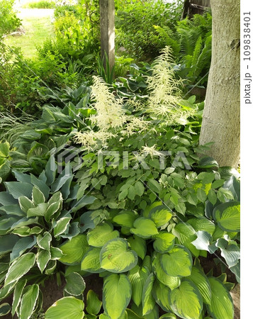 Hosta bushes with multi-colored leaves under a tree in the shade, group planting of perennials in the garden 109838401