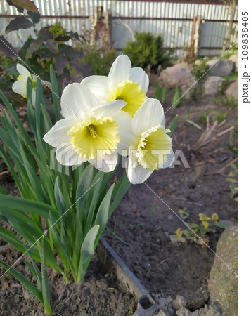 White with yellow flowers of daffodils, a bush of daffodils against a background of green leaves in the garden White with yellow flowers of daffodils, a bush of daffodils against a background of green leaves in the garden 109838405